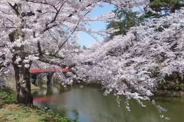 Photo: <a href="https://commons.wikimedia.org/wiki/File:Sakura_in_Hirosaki_Castle_20160423.jpg" target="_blank" rel="noreferrer noopener nofollow">掬茶</a> / <a href="https://creativecommons.org/licenses/by-sa/4.0/deed.en" target="_blank" rel="noreferrer noopener nofollow">CC BY-SA 4.0</a>
