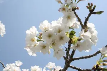 5 Spring Flower Destinations in Kochi