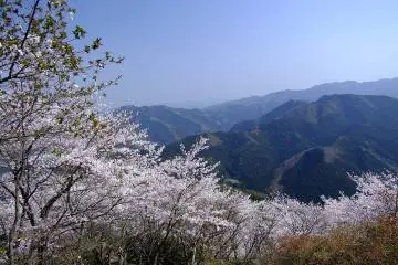 Sakurayama in Spring (Photo: <a href="https://commons.wikimedia.org/wiki/File:Sakurayama_spring.jpg" target="_blank" rel="noreferrer noopener nofollow">Tatsuo TANABE</a> / <a href="https://creativecommons.org/licenses/by-sa/3.0/deed.en" target="_blank" rel="noreferrer noopener nofollow">CC BY-SA 3.0</a>)