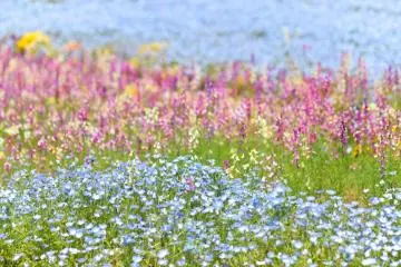 Colorful blooms including nemophila at the Tobu Treasure Garden (Photo: <a href="https://www.flickr.com/photos/raita/49886955561" target="_blank" rel="noreferrer noopener nofollow">Raita Futo</a> / <a href="https://creativecommons.org/licenses/by/2.0/" target="_blank" rel="noreferrer noopener nofollow">CC BY 2.0</a>)