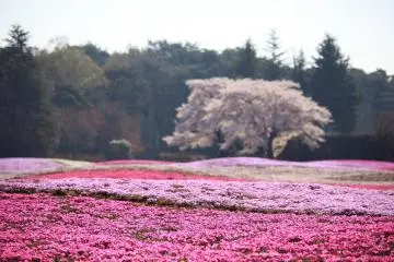 Sakura and shibazakura at the same time! (Photo: <a href="https://flickr.com/photos/tanaka_juuyoh/3453675424/in/photolist-6fy8m6-6fwJR8-6fy7UH-6fZv2N-6fKBdB-6fwJ28-6MKhP-6fPNo5-6gf9Sn-4L9ZAj-6gqWSH-6g361E-6gjkHq-6fJ7pn-6fViyz-6fGbpB-6fLFNR-6fQRpf-6fsr1n-6geZJq-26sZwhy-6jvDBo-6joGWy-dRDCD-6fXUEx-6h8NQe-6g7PZM-6fNgt7-6gbZo1-JfcAF/" target="_blank" rel="noreferrer noopener nofollow">TANAKA Juuyoh (田中十洋)</a> / <a href="https://creativecommons.org/licenses/by/2.0/" target="_blank" rel="noreferrer noopener nofollow">CC BY 2.0</a>)