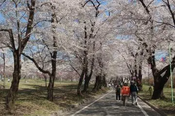 Akagi Nanmen Thousand Cherry Blossoms (Photo: <a href="https://ko.m.wikipedia.org/wiki/%ED%8C%8C%EC%9D%BC:%E8%B5%A4%E5%9F%8E%E5%8D%97%E9%9D%A2%E5%8D%83%E6%9C%AC%E6%A1%9C.jpg" target="_blank" rel="noreferrer noopener nofollow">Gontakero</a> / <a href="https://creativecommons.org/licenses/by-sa/3.0/deed.en" target="_blank" rel="noreferrer noopener nofollow">CC BY-SA 3.0</a>)