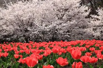 Photo: <a href="https://www.flickr.com/photos/tanaka_juuyoh/4506049165/in/photolist-7S6jUE-8EXaq9-7SbFqR-8EXa2m-8Fdhaz-aqLK6B-ehLkFz-egdBwm-bTVE4t-FsxsB2-bT6bjv-bTVE12-bE7PQS-bF1Mob-FGscEe-FygZyq-FJDiRE-FygZfu-EJExmD-FNt5Tw-FJU3sZ" target="_blank" rel="noreferrer noopener nofollow">TANAKA Juuyoh (田中十洋)</a> / <a href="https://creativecommons.org/licenses/by/2.0/" target="_blank" rel="noreferrer noopener nofollow">CC BY 2.0</a>