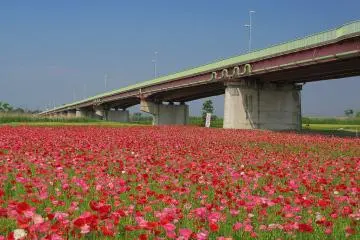 Poppies galore in Konosu City (Photo: <a href="https://commons.wikimedia.org/wiki/File:Konosu_Onari_Bridge_1.jpg" target="_blank" rel="noreferrer noopener nofollow">京浜にけ</a> / <a href="https://creativecommons.org/licenses/by-sa/3.0/deed.en" target="_blank" rel="noreferrer noopener nofollow">CC BY-SA 3.0</a>)