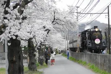 Photo: <a href="https://commons.wikimedia.org/wiki/File:Nagatoro_Sakura_SL.JPG" target="_blank" rel="noreferrer noopener nofollow">アラツク</a> / <a href="https://creativecommons.org/licenses/by-sa/4.0/deed.en" target="_blank" rel="noreferrer noopener nofollow">CC BY-SA 4.0</a>