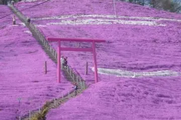 Photo: <a href="https://commons.wikimedia.org/wiki/File:Pink_Shinto_shrine-Shibasacra_Park,Higashi-Mokoto_-_panoramio.jpg" target="_blank" rel="noreferrer noopener nofollow">Kaz Ish</a> / <a href="https://creativecommons.org/licenses/by-sa/3.0/deed.en" target="_blank" rel="noreferrer noopener nofollow">CC BY-SA 3.0</a>