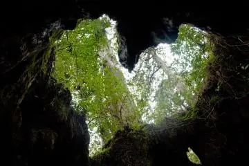 From inside the stump looking up, there is a clearly visible heart shape (Photo: <a href="https://commons.wikimedia.org/wiki/File:Wilson_Stump_02.jpg" target="_blank" rel="noreferrer noopener nofollow">Σ64</a> / <a href="https://creativecommons.org/licenses/by/3.0/" target="_blank" rel="noreferrer noopener nofollow">CC BY 3.0</a>)