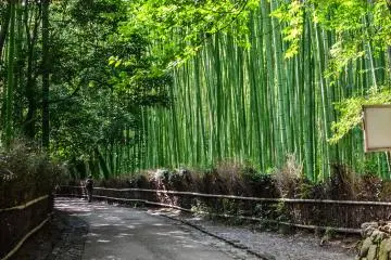 Arashiyama's Bamboo Grove is a must on many Kyoto itineraries (Photo: <a href="https://www.flickr.com/photos/trevor_dobson_inefekt69/8153254610" target="_blank" rel="noreferrer noopener nofollow">Trevor Dobson</a> / <a href="https://creativecommons.org/licenses/by-nc-nd/2.0/" target="_blank" rel="noreferrer noopener nofollow">CC BY-NC-ND 2.0</a>)