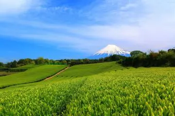 Shizuoka is Japan's number one green tea producer (Photo: <a href="https://commons.wikimedia.org/wiki/File:%E4%BB%8A%E5%AE%AE%E3%81%AE%E8%8C%B6%E7%95%91_-_panoramio.jpg" target="_blank" rel="noreferrer noopener nofollow">くろふね</a> / <a href="https://creativecommons.org/licenses/by/3.0/" target="_blank" rel="noreferrer noopener nofollow">CC BY 3.0</a>)