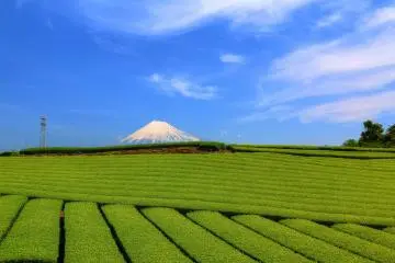 Photo: <a href="https://commons.wikimedia.org/wiki/File:%E7%A5%9E%E6%88%B8%E3%81%AE%E8%8C%B6%E7%95%91_-_panoramio.jpg" target="_blank" rel="noreferrer noopener nofollow">くろふね</a> / <a href="https://creativecommons.org/licenses/by-sa/3.0/deed.en" target="_blank" rel="noreferrer noopener nofollow">CC BY-SA 3.0</a>