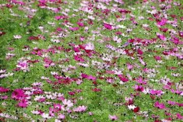 Cosmos in the Kumamoto countryside