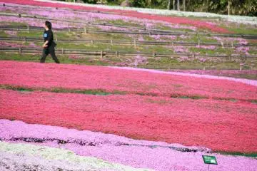 Photo: <a href="https://www.flickr.com/photos/shinyai/4611387237/in/photostream/" target="_blank" rel="noreferrer noopener nofollow">Shinya ICHINOHE</a>