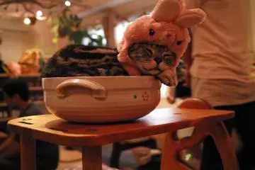 Cateriam Cat Cafe