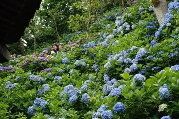 A hillside of hydrangea at Hasedera Temple, Kamakura (Photo: <a href="https://flickr.com/photos/madichan/3688983808/" target="_blank" rel="noreferrer noopener nofollow">madichan</a> / <a href="https://creativecommons.org/licenses/by-nc/2.0/" target="_blank" rel="noreferrer noopener nofollow">CC BY-NC 2.0</a>)