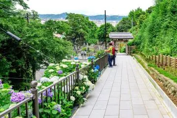 Hydrangea path at Jojuin Temple, Kamakura  (Photo: <a href="https://flickr.com/photos/dakiny/27639347357/" target="_blank" rel="noreferrer noopener nofollow">Toshihiro Gamo</a> / <a href="https://creativecommons.org/licenses/by-nc-nd/2.0/" target="_blank" rel="noreferrer noopener nofollow">CC BY-NC-ND 2.0</a>)