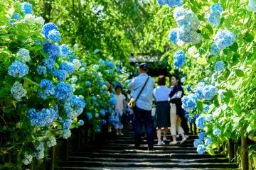 Blue hydrangeas at Meigetsu-in (Photo: <a href="https://flickr.com/photos/dakiny/28656189528/" target="_blank" rel="noreferrer noopener nofollow">Toshihiro Gamo</a> / <a href="https://creativecommons.org/licenses/by-nc-nd/2.0/" target="_blank" rel="noreferrer noopener nofollow">CC BY-NC-ND 2.0</a>)
