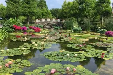 Water Lily Exhibition 2026