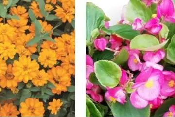 Just some of the flower types to expect at the event (Photo: <a href="https://prtimes.jp/main/html/rd/p/000001316.000001110.html?fbclid=IwAR1RKKVpPfWymPid8y13kpi1kyDLFVCR7Qz9kP-M7sHmZ7IRv55fTSNIOho" target="_blank" rel="noreferrer noopener nofollow">Fuji Kyuko</a>)