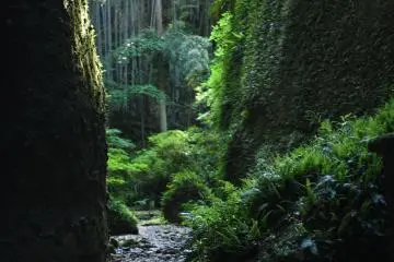 Entrance to the fern area (Photo: Takuya Hosogi)