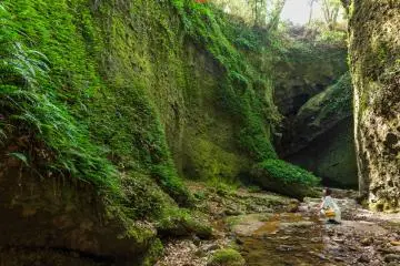 A hidden land of ferns (Photo: Takuya Hosogi)