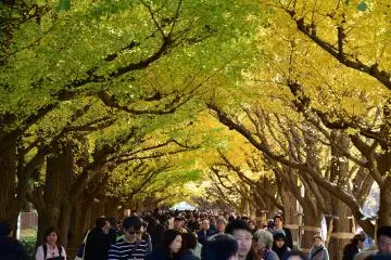 Crowds admiring the changing leaves at Meiji Jingu Gaien (Photo: <a href="https://flickr.com/photos/funpy/45535450584/in/photolist-PHDkBg-WtDU8L-WkA2dt-WkA3xn-VfZDEw-WkA4z2-VWVD3d-WtDTmf-BKZQeD-rg2pNw-2c66w6V-2cnP62A-rdMPAL-qYEszZ-4PCYdv-a4jMbN-WhhQDq-WkzVxa-VWVA2o-ViFFoi-ViFGnn-VWVBrN-VWVCiN-rg2u8o-BApwej-qYyr33-qYyr2G-qj7tyQ-rdMUvA-rfYPoc-qYxsRd-rfYQ52-EyyZoB-NFVx1E-NFVsdy-Eyz11i-NFVwTW-NFVwPC-rg2qXL-NYhdnm-NYhd5s-rfYQoZ-NFVwW1-EyyZRk-qYxuwC-NFVwHf-qYys5d-NYhdd3-NFVrTW-P9B6Wk" target="_blank" rel="noreferrer noopener nofollow">funpy</a> / <a href="https://creativecommons.org/licenses/by-nd/2.0/" target="_blank" rel="noreferrer noopener nofollow">CC BY-ND 2.0</a>)