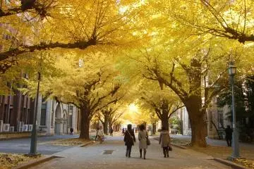 The University of Tokyo is said to have inspired other ginkgo tree-lined avenues (Photo: <a href="https://flickr.com/photos/wbyfish/11322746464/" target="_blank" rel="noreferrer noopener nofollow">Bi-Yu Wu</a> / <a href="https://creativecommons.org/licenses/by-nc-nd/2.0/" target="_blank" rel="noreferrer noopener nofollow">CC BY-NC-ND 2.0</a>)