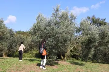 Ushimado Olive Harvest Festival 2026