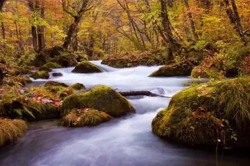 Aomori's Oirase Stream is ablaze with color during autumn (Photo:  奥入瀬渓流 – <a href="https://www.flickr.com/photos/sonotoki/4105227936" target="_blank" rel="noreferrer noopener nofollow">annintofu</a> / <a href="https://creativecommons.org/licenses/by-nc-nd/2.0/" target="_blank" rel="noreferrer noopener nofollow">CC BY-NC-ND 2.0</a>)