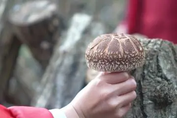 Shiitake mushroom picking (Photo: Onomi Village)