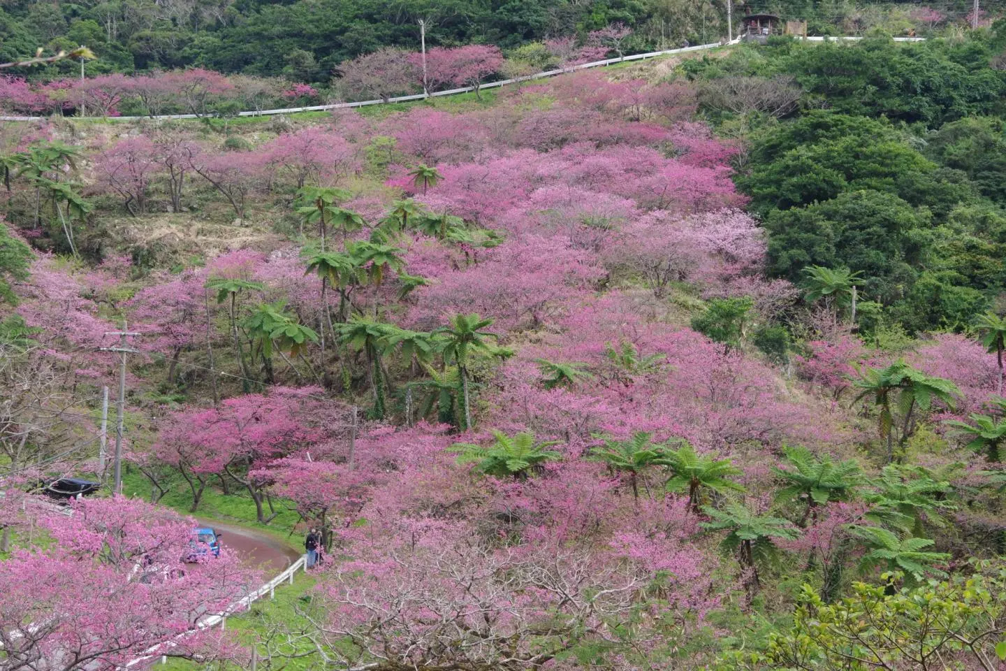 Motobu Yaedake Cherry Blossom Festival 2027 - Events in Okinawa