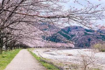 Japan's Cherry Blossom Forecast for 2023