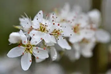 Hagi Okan Plum Garden Festival 2027
