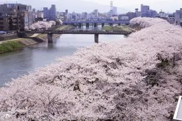 Fukui Cherry Blossom Festival 2027