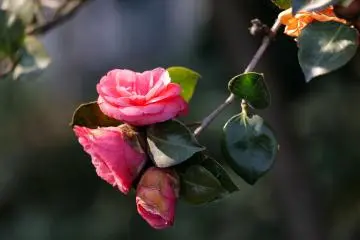 Hagi Camellia Festival 2027