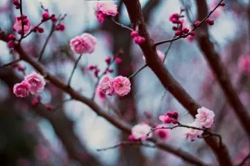 Akima Plum Grove Festival 2027