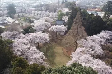 Shimizu Park Flower Fantasia 2026