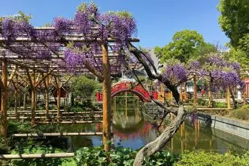 Kameido Tenjin Wisteria Festival 2026