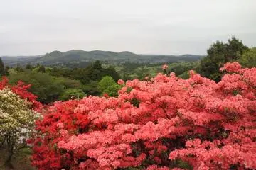 Kasama Azalea Festival 2026