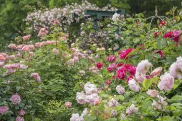 Shiki no Kaori Rose Garden Festival 2026