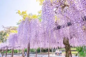 Fujieda Wisteria Festival 2026