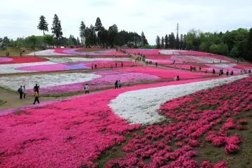 Chichibu Shibazakura Festival 2026