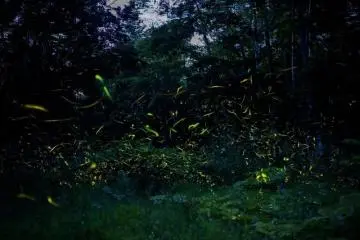 Firefly Viewing at Okawa Onsen Takegasawa Park 2026