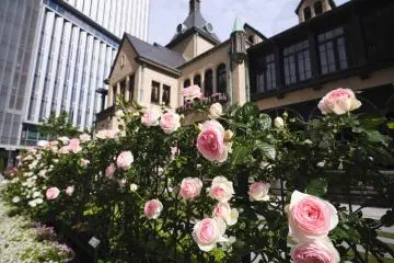 Kioi Rose Week 2026