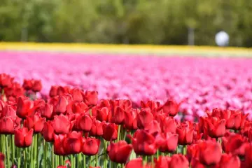 Tainai City Tulip Festival 2026