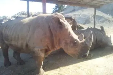 A Wild Ride at Gunma Safari Park