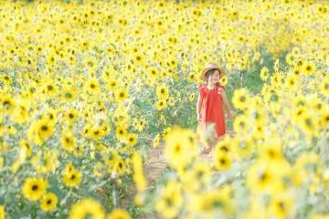 Sera Kogen Sunflower Festival 2026
