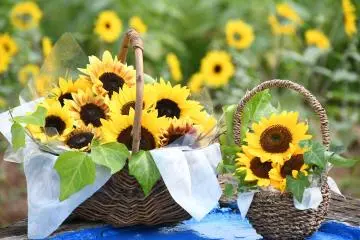 Photo: <a href="https://prtimes.jp/main/html/rd/p/000000006.000112057.html" target="_blank" rel="noreferrer noopener nofollow">Sera Kogen Farm Co., Ltd.</a>