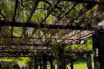Wisteria Blooms in Fukuoka
