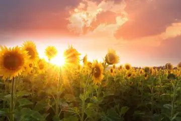 Naka Sunflower Festival 2026