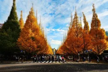 Vibrant yellows at the Jingu Gaien Ginkgo Festival (Photo: <a href="https://unsplash.com/photos/ws76uSa38jQ" target="_blank" rel="noreferrer noopener nofollow">Tom Tor</a> / Unsplash)